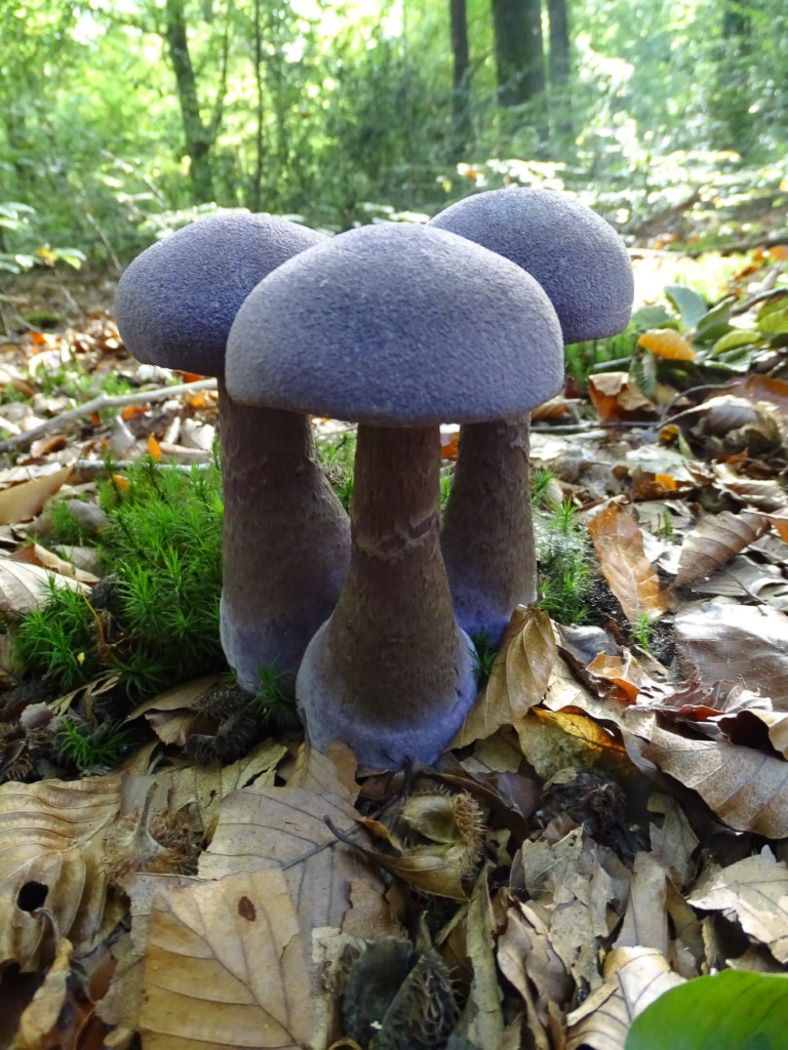 Photo © Annette Powell Cortinarius violaceus by Annette Powell